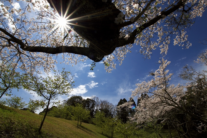 野見金公園　桜