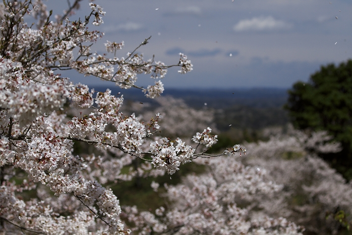 野見金公園　桜